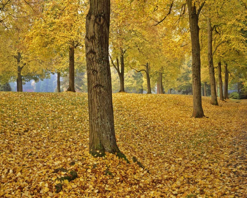 OR, Portland American linden trees in autumn